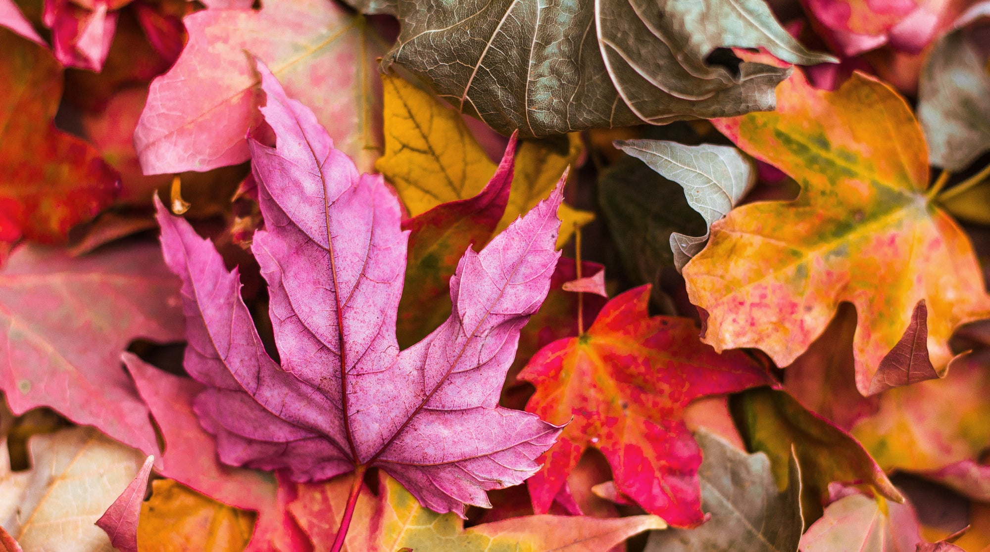 Get Kinky This Scorpio Season