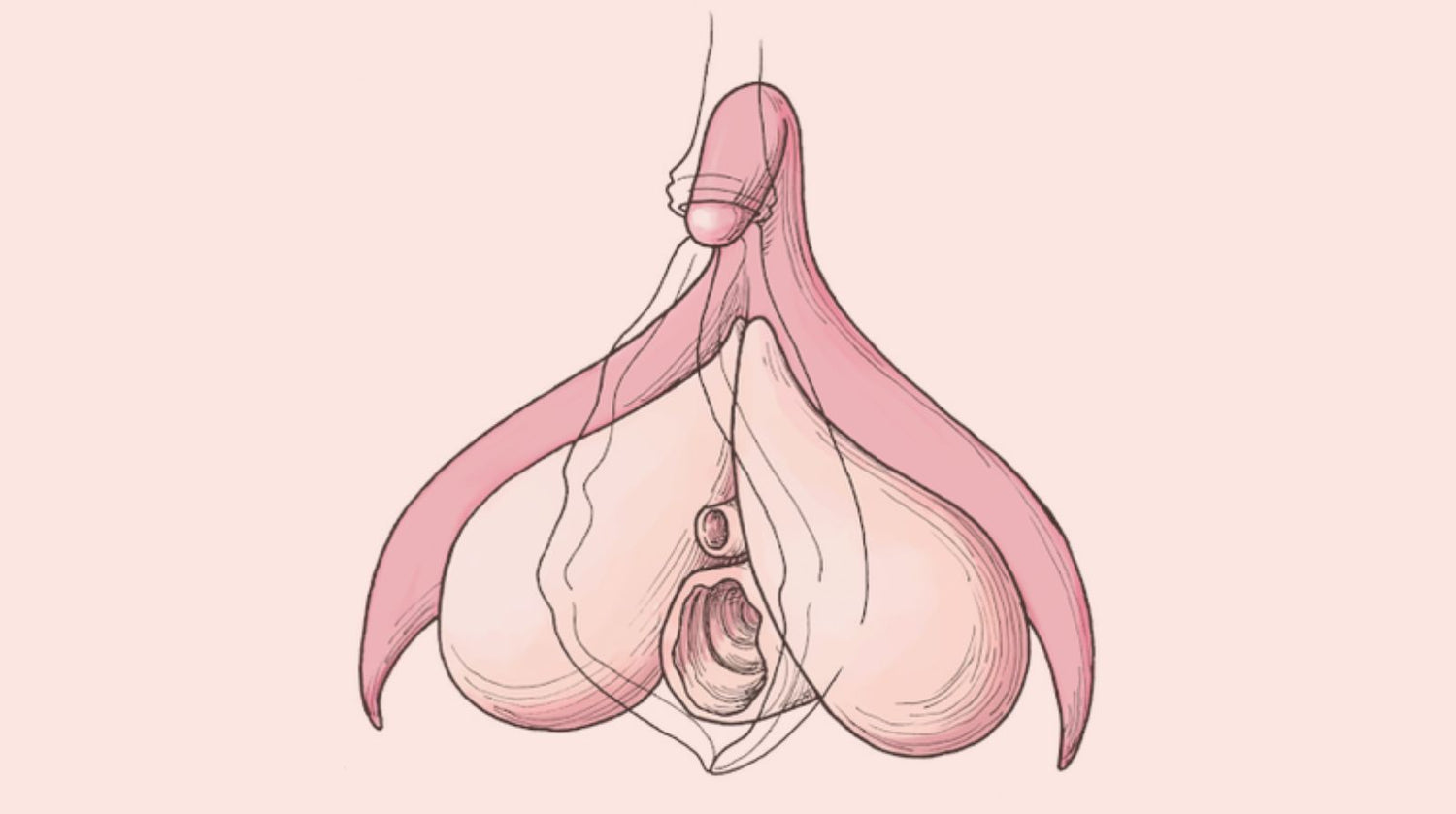 Where Pleasure Begins: The Anatomy of the Clitoris